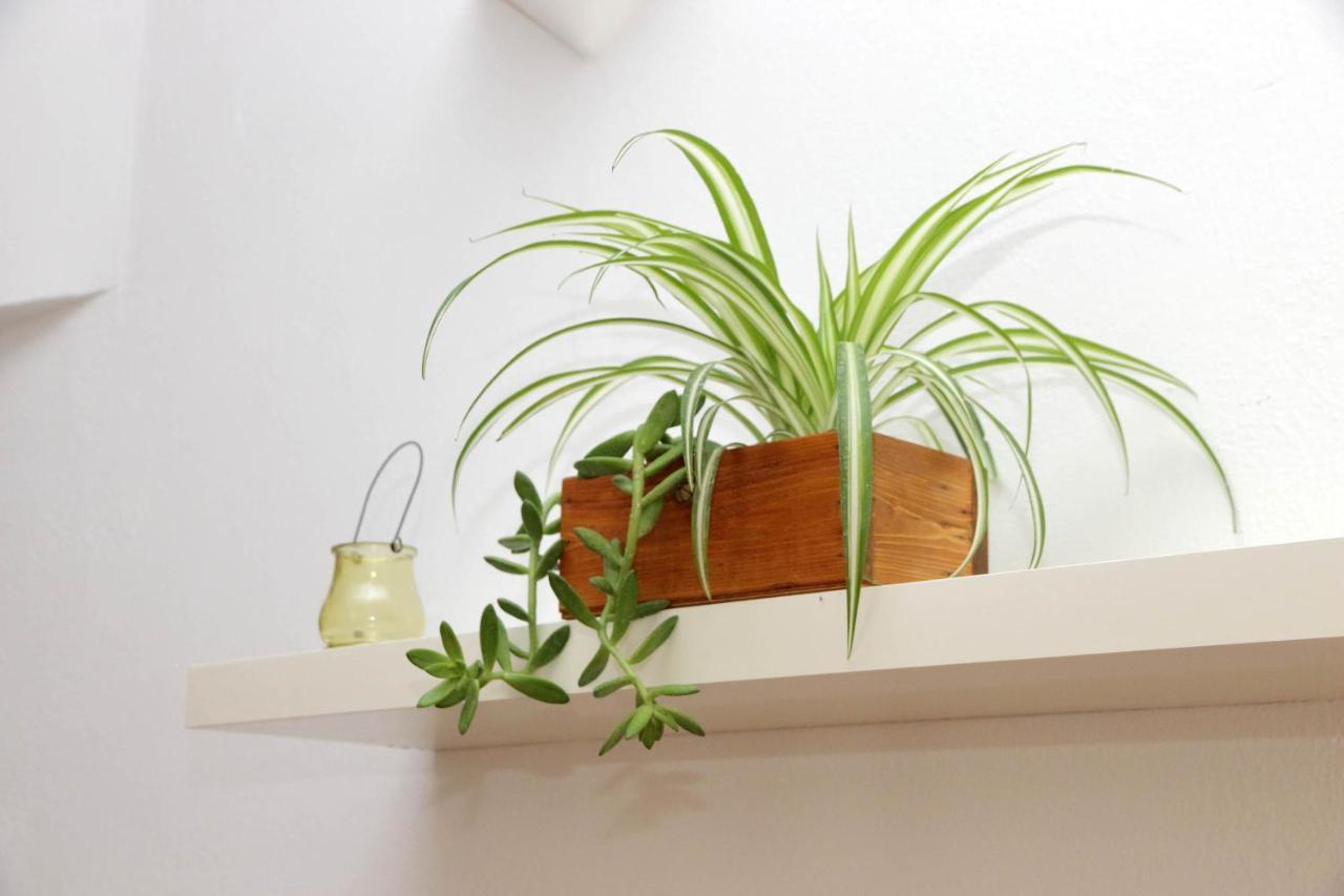 Campo De' Fiori Cute Apartment 罗马 外观 照片